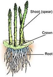 You need to follow a few important steps, but other than that, there's not much to i hope you now know how to grow asparagus in your garden, and enjoy the fruits of your labor for many years to come. Growing Asparagus
