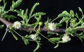 Image result for Acacia grandicornuta