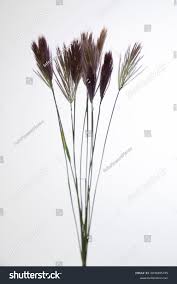 Image result for Chloris roxburghiana