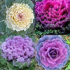 Join our community of happy customers in glace bay by ordering and supporting your local florist, thoms flowers. 59 Flowers That Start With C That You Can Choose When You Need It Suggesname Com
