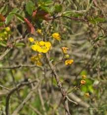 Image result for Janusia