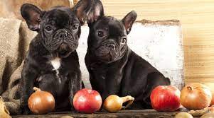 All forms of onion can be a problem including dehydrated onions, raw onions, cooked onions and table scraps containing cooked onions or garlic. Can Dogs Eat Onions Are Onions Toxic For Dogs