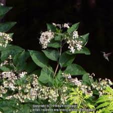 Image result for Clerodendrum poggei