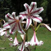 Image result for Crinum verdoorniae