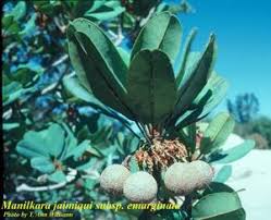 Image result for Manilkara koechlinii