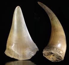 Souvent ces cornes sont destinées à des consommateurs en asie. Des Prix Dements Pour Des Cornes De Rhinoceros Chez Nagel Alain R Truong