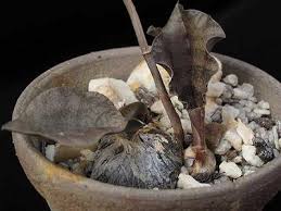 Image result for Oeceoclades