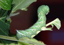 Remove weeds to reduce the number of sites where worms can lay eggs. Envirotip 1 Tomato Hornworms Feeling The Love The Resilient Activist