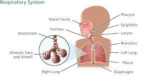 Choking or coughing while feeding. Pneumonia In Children Children S Hospital Of Philadelphia