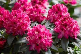 Flowers that start with r. 40 Flowers That Start With R Flowers All Flowers Start