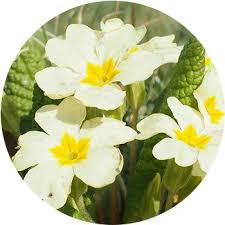 These are perfect for decorating on cakes, cupcakes, cookies or other baked goods! 48 Types Of White Flowers Proflowers Blog