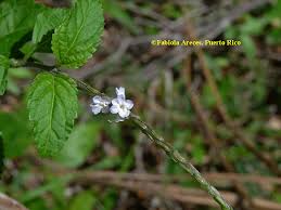 Image result for Stachytarpheta cayennensis