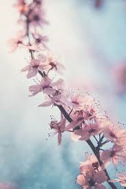 Happy Easter Flower Background Iphone Flower Backgrounds Flowers Photography