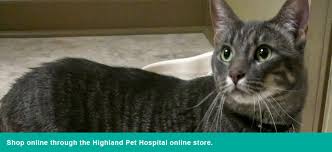 View map of highland pet hospital and wellness center, and get driving directions from your location. Highland Pet Hospital And Wellness Center
