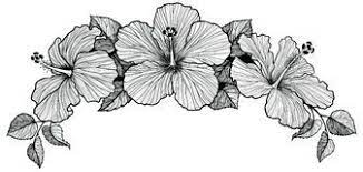 Hibiscus Flower Set Download From Over 47 Million High Quality Stock Photos Images Vectors Sign Up Hibiscus Flower Drawing Hibiscus Tattoo Flower Drawing
