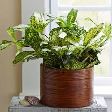 Maybe you would like to learn more about one of these? Dracaena Florida Beauty Plants For Sale Free Shipping