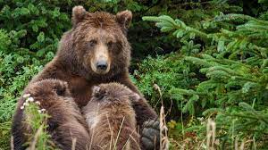 Campaigners are worried that unless our attitudes towards them change, they'll completely disappear from. Extinct British Animals Bbc Bitesize