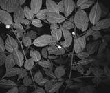 Image result for Rytigynia sp. M