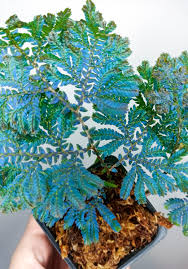 Image result for Selaginella vogelii