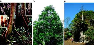 Image result for Mimulopsis arborescens