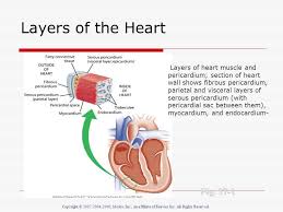 The virus attacks the heart muscle, causing inflammation and disrupting the electrical pathways that signal. Inflammatory Disorders Of The Heart Ppt Download