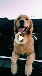 Animal Lover Animal News Animal Rights Sosyorol Com 2020 Kopek
