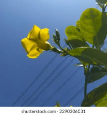 Image result for dipladenie žlutá obrázek