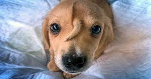 Golden Retriever Puppy With Tail On Head Narwhal Is Stealing Hearts