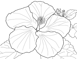 Hawaiian Flower Coloring Page Printable Shelter Flower Coloring Pages Hibiscus Drawing Coloring Pages