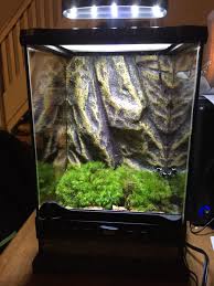 My First Vivarium Setup In The Exo Terra Nano Tall Reptile Terrarium Terrarium Diy Vivarium