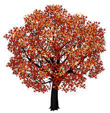 Red Maple Tree Png Clipart Picture Red Maple Tree Picture Tree Cartoon Trees