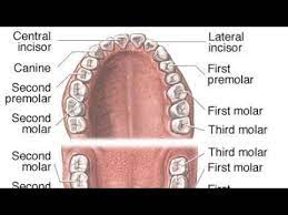 تشريح الاسنان مقدمة introduction to dental anatomy youtube