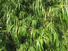 Image result for Ancylobothrys robusta