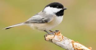 Bird With Black Head And White Body A Bird Almost Universally Considered Cute Thanks To Its Oversized Round Head Tiny Body And Curiosity In 2020 Black Capped Chickadee Chickadee Black And White Birds