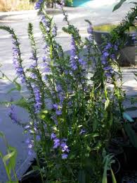 Image result for Lobelia lobata