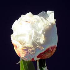 Peony 'boule de neige' (paeonia boule de neige) peonies are one of the many white peonies that have been grown at the peony nursery of peony shop holland. Paeonia