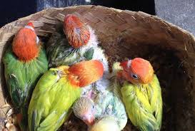 Nah simak ulasan dari saya dibawah ini…. 10 Hal Yang Harus Diketahui Sebelum Ternak Lovebird Burungnya Com