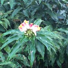 Image result for Costus afer