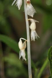 Image result for Epipogium roseum