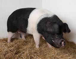 It is the process of inserting needle at the specific points in the body that carry the stimuli information to the central nervous system. Clients Cornell University College Of Veterinary Medicine
