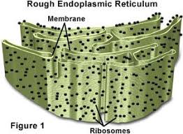 Rough er or rough endoplasmic recticulum is a cell organelle found in plant and animal cells.they form a network of tubules extending from the nuclear membrane to the plasma membrane. The Function Of The Rough Endoplasmic Reticulum Is To Transport Chemicals Between And Within Cells Synth Animal Cell Structure Cell Structure Biology Projects