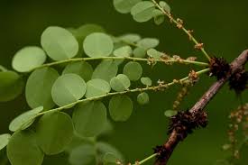 Image result for Phyllanthus paxii