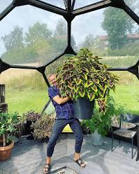 Image result for Coleus megacalyx