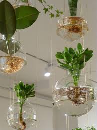 Kickcan Conkers To Be Perfectly Frank Plant Installation Hanging Plants Plants