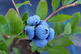 Blueberries thrive in a low ph soil. Planting Caring For And Harvesting Blueberry Bushes Lawnstarter