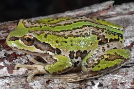 Envirocare chairperson cathy retter said initial indications show the frogs' breeding numbers were improving. Female Alpine Tree Frog Litoria Verreauxii Alpina Kosciuszko Download Scientific Diagram