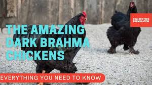The brahma chicken is a popular breed and truly is a giant chicken. 10 Amazing Truths About Dark Brahma Chickens Poultry Feed Formulation