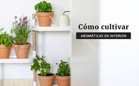 Las hierbas aromáticas permiten enriquecer y potenciar el sabor de los alimentos. Como Cultivar Plantas Aromaticas En Interior