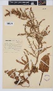 Image result for Cyathula orthacantha