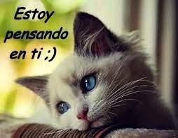 Este album de gatitos tiernos con frases con 13 fotos e imágenes no tiene descripción. Imagenes De Amor Con Mensajes Para Descargar Gratis Imagenes De Gatos Mensajes Tiernos De Amor Gatos